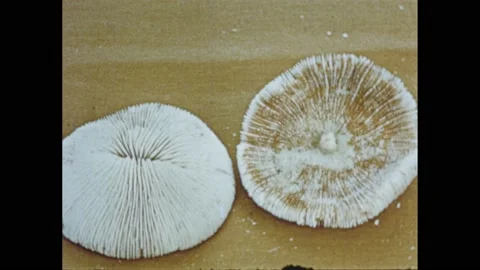 1950s: Various bleached corals sit on table. Hand with pointer pokes coral Stock Footage 163225371