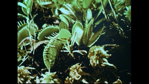 1950s: Venus fly trap closing around insect / View of fly trap / Close up of fly Stock Footage 74582710
