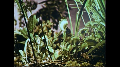 1950s: Venus fly trap plants / Insect crawls into fly trap / Close up, insect in Stock Footage 74582407