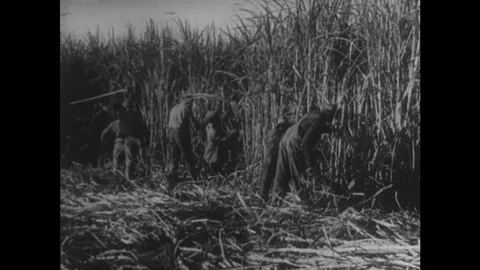 1950s: Workers cutting down sugar cane in field. Ladies cut sugar cane in field Video stock 75116485
