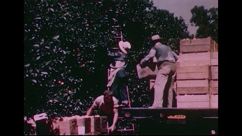1950s: Workers pick oranges.  Oranges being washed by machine.  A smiling woman Stock Footage 74578971
