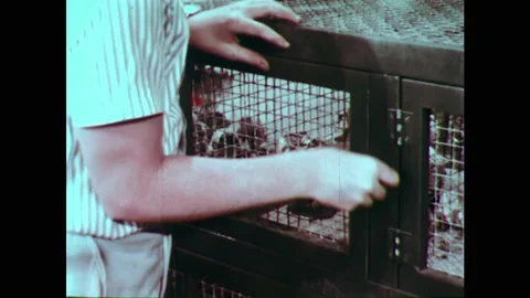 1950s: Yard.  Boy puts hamster into cage and locks door.  Children speak. Vidéo 164378414