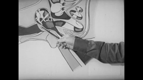 1950s:Hand uses pointer to show middle ear and eustachian tube on diagram. Stock Footage 241458147