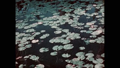 1950s:Lilypads float in the water. Religious scripture text superimposed over a Stock Footage 232948231