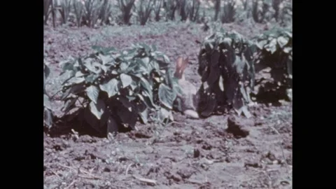 1950s:Rabbit runs through garden beds on farm. Rabbit eats vegetable plants. Stock Footage 238788286
