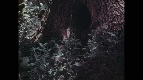 1950s:Rabbit stands outside of rabbit ho... | Stock Video | Pond5