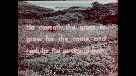 1950s:Religious scripture text superimposed over mountainous forest. Cows graze Stock Footage 232948277