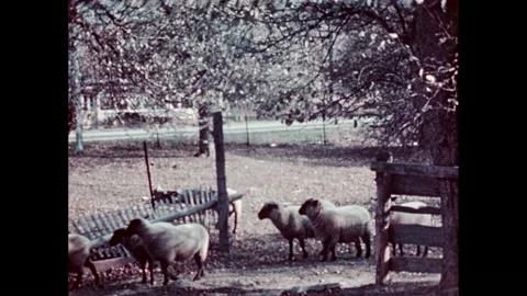 1950s:Sheep graze in pasture. Religious scripture text over mountainous forest. Stock Footage 232948265