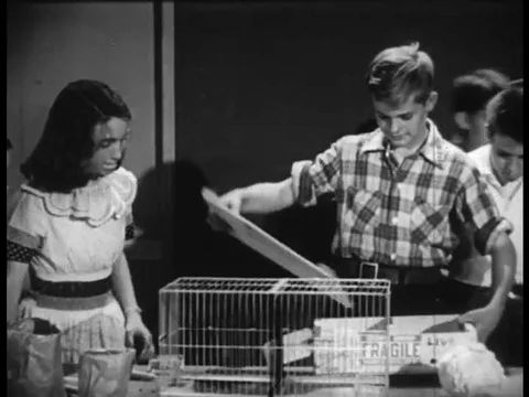 1951 _ A group of students compare a healthy classroom guinea pig to an Stock Footage