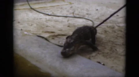 1951: animal is seen which is heavy furred FLORIDA Stock Footage