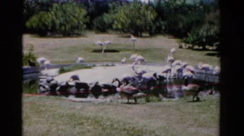 1951: birds are seen feeding themselves FLORIDA Stock Footage