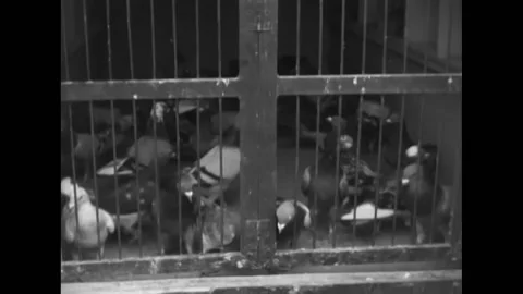 1951 - Views of pigeons inside a coop. A hand brushes pigeons aside. Pigeons are Stock Footage 221835700