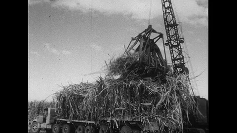 1952 : Stacks of sugar cane are lifted by a crane as pineapples are showcased as Stock Footage
