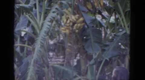 1952: young woman observing banana tree in jungle setting NEVADA Stock Footage