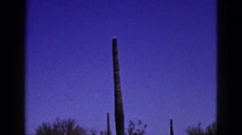1953: cactus standing tall in the middle of the desert CALIFORNIA Stock Footage