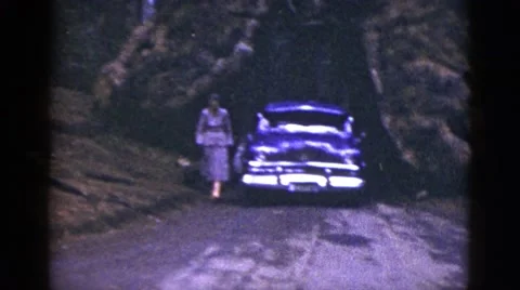1953: car and woman stopped in the middle of huge tree CALIFORNIA Stock Footage