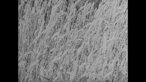 1954-Harvesting Grain / Postwar Period / Germany / 1954 Stock Footage