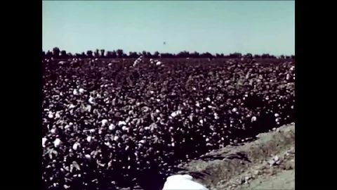 1955 - A crop-duster kills boll weevils and worms in a cotton field before the Stock Footage 85953084