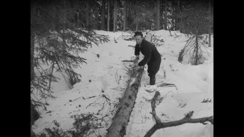 1955 - Norwegian loggers cut down trees in a wintry forest. Stock Footage 246358671
