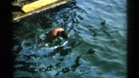 1956: A Man Taking a Dip from a Barge into the River and Returning Stock Footage 73158413