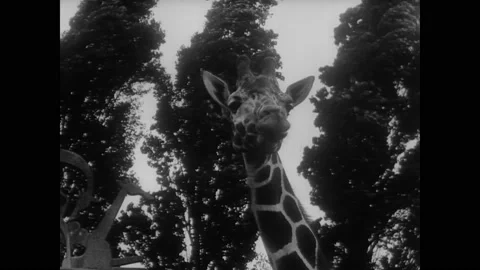 1957 - Children admire okapi at a zoo in Holland. Stock Footage 217362004