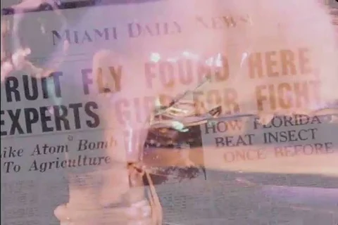 1957 - Crop-dusters protect Florida citrus groves from the Mediterranean fruit Stock Footage 99404429