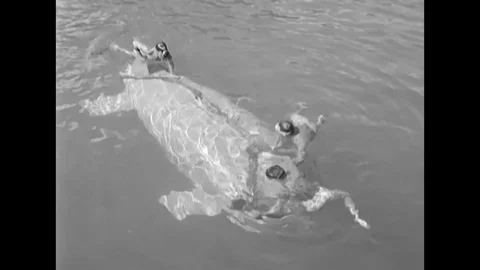 1957 - US Navy divers help hoist a miniature submarine onto a mobile crane, then Stock Footage 120937118