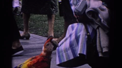 1958: A Parrot Sitting on a Bench Biting a Cloth in Florida 스톡 동영상 68851935