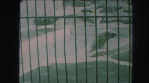 1958: polar bear behind bars swims in tiny circles AMES, IOWA Stock Footage