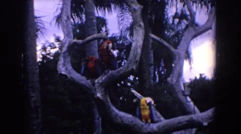 1958: Three Parrots Sitting in a Tree Together Florida Stock Footage 68852051