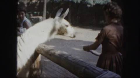 1958: white horse is fed by a mother and her child in the zoo AMES, IOWA Stock Footage