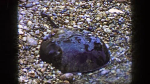 1959: Horseshoe Crab on Cape Cod Beach Gravel and Sand Near Tide Pools Stock Footage 66005396