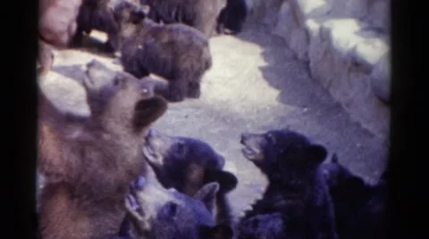 1959: orphaned baby cubs curious about zoo visitors CATSKILL GAME FARM, NEW YORK Stock Footage