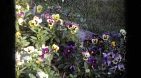 1959:IOWA USA.The Camera Is Pointing At The Array Of Beautiful And Colorful Stock-Fotos