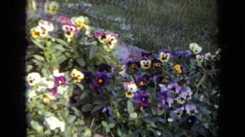 1959:IOWA USA.The Camera Is Pointing At The Array Of Beautiful And Colorful Stock-Fotos
