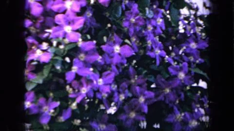 1959:IOWA USA.The Camera Is Pointing At The Array Of Beautiful And Colorful Stock-Fotos