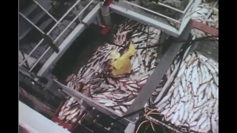 1960 - A system of conveyer belts and elevators takes salmon to a cannery. Stock Footage 123872075
