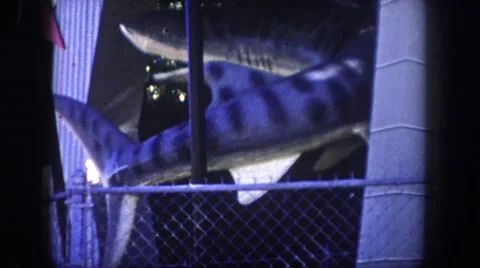 1960: two sharks in museum FLORIDA Stock Footage