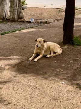 Sad street dog sitting alone outdoors xkwx abandoned, abused, adorable, alley, alone, animal, breed, brown, canine, city, cute, depression, despair, dog, doggy, facial, healthy, homeless, homelessness, hopeless, hungry, loneliness, lonely, looking, lookng, lost, moroccan, morocco, nobody, one, outdoor, outdoors, outside, pet, poor, portrait, puppy, resting, sad, sadness, stray, street, tired, tranquil, urban, waiting, wild, wildlife