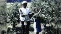 1960s African American Black Farmworkers Migrant Workers Vintage Film Home Movie 4k or 4k+ Resolution