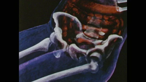 1960s: Animation of human skeleton pelvis. Veins and nerves appear. Scientist Stock Footage 145215260