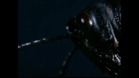 1960s: Antennae move on head of grasshopper. Stock Footage 248557524