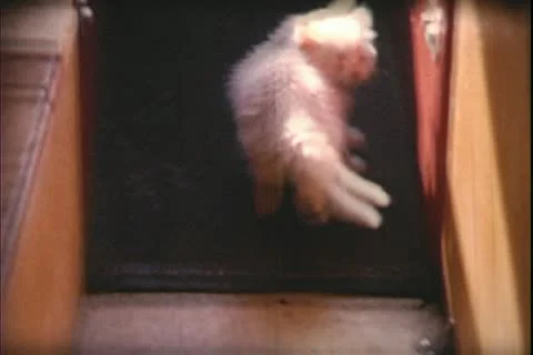 1960's archive- Stock Footage 20471597