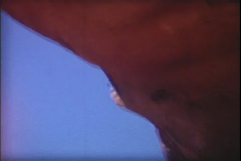 1960's archive- Stock Footage 20472049