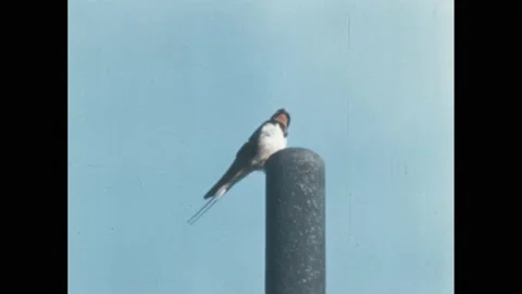 1960s: Bird perches on pipe. Empty barn interior. Birds fly in through open Video stock 188528345