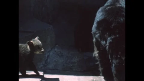 1960s: Black bear and cubs wander into cave area of zoo enclosure. Stock Footage 266842396