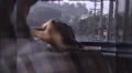 1960s Black Man Driving Car African American Black Vintage Old Film Home Movie HD Footage