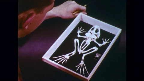 1960s: Bones of Frog in a Presentation Case. Students Work in Pairs to Dissect Stock Footage 74917703