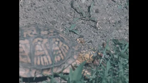 1960s: box turtle crawls, snaps up earthworm in grass in its jaws, worm writhes Stock Footage 277613643