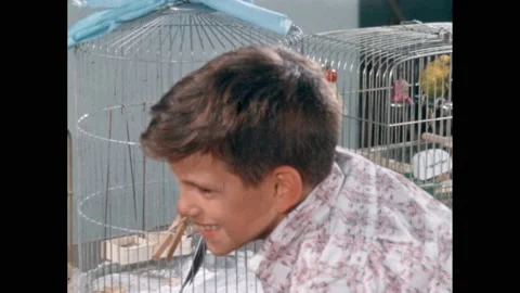 1960s: Boy lets parakeet nibble his ear from cage. Stock Footage 164798000